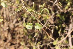Commicarpus scandens