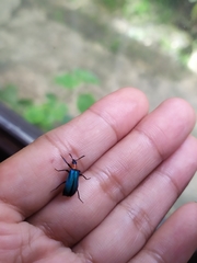 Prionocerus coeruleipennis