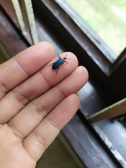 Prionocerus coeruleipennis