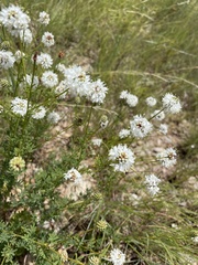 Dalea multiflora