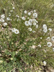 Dalea multiflora