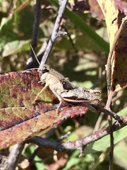 Melanoplus keeleri