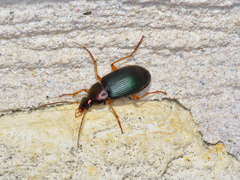 Chlaenius erythropus