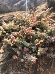 Extriplex californica