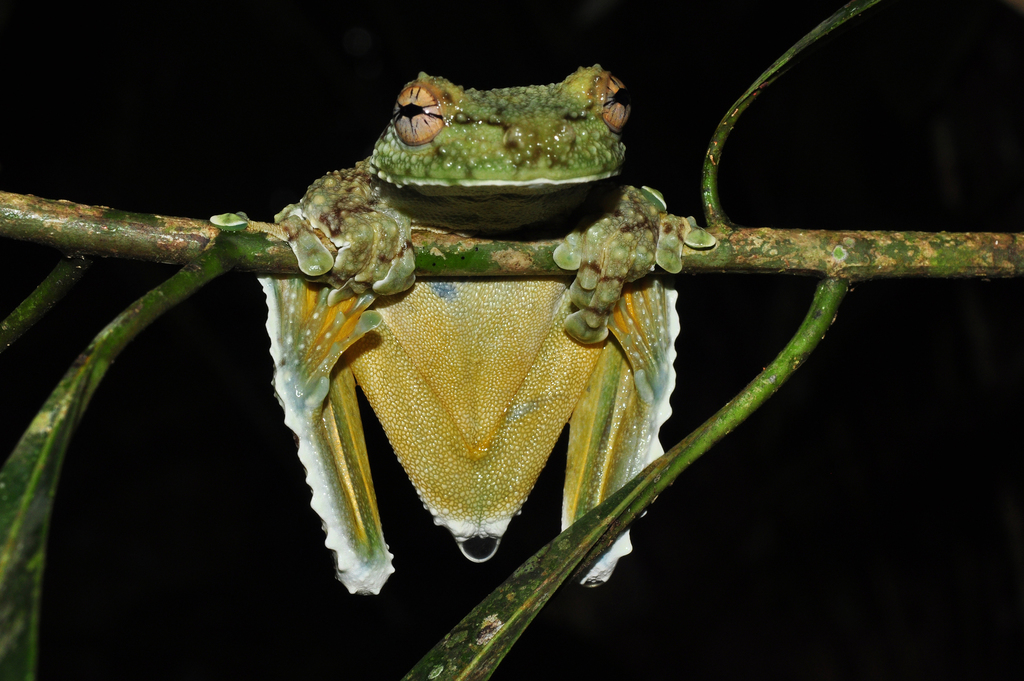 Canelos Treefrog