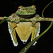 Canelos Tree Frog - Photo (c) Pedro Ivo, some rights reserved (CC BY-NC), uploaded by Pedro Ivo