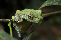 Canelos Treefrog photo 3