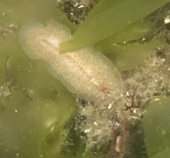 Enchiridium punctatum