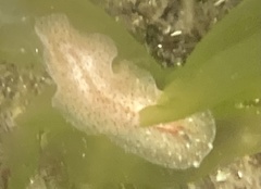 Enchiridium punctatum