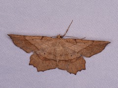Euchlaena marginaria