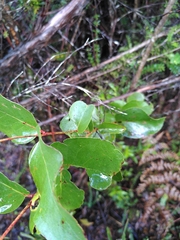 Eucalyptus brookeriana