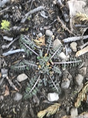 Pedicularis semibarbata