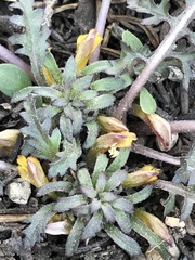 Pedicularis semibarbata