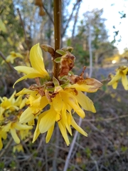 Forsythia × intermedia