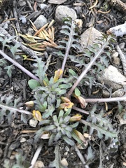Pedicularis semibarbata