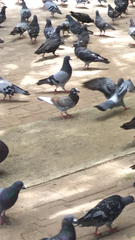 Columba livia domestica