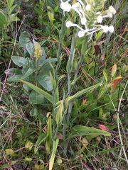 Platanthera blephariglottis conspicua