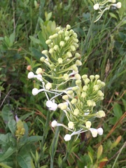 Platanthera blephariglottis conspicua