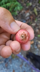 Amphibolips quercusjuglans