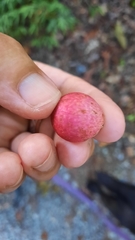 Amphibolips quercusjuglans