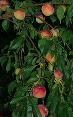 Prunus persica persica