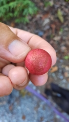 Amphibolips quercusjuglans