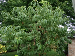 Prunus persica persica