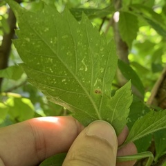 Phyllocnistis vitifoliella