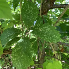 Phyllocnistis vitifoliella