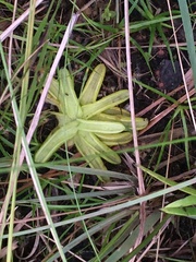 Pinguicula caerulea