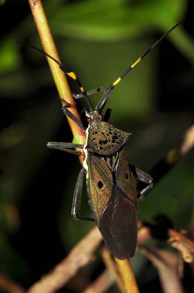Molchina hopei
