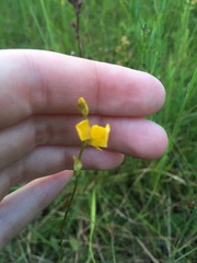 Utricularia juncea