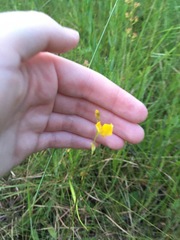 Utricularia juncea
