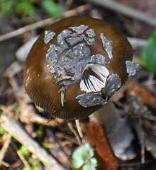 Amanita variicolor