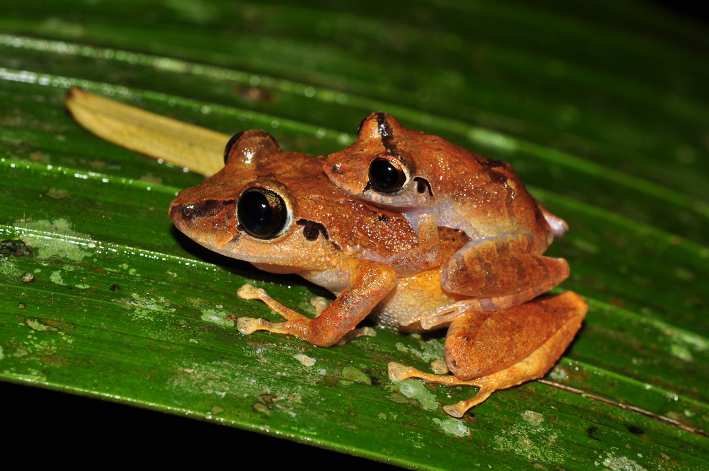 Carabaya Robber Frog