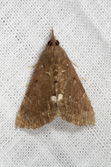 Hypena bijugalis