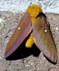 Anisota pellucida