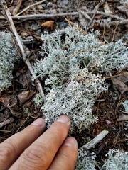 Cladonia stygia