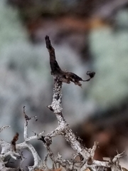 Cladonia stygia