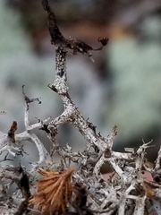 Cladonia stygia