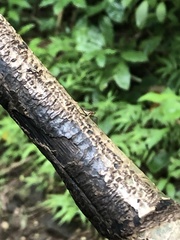 Telostylinus lineolatus