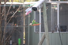 Trichoglossus moluccanus moluccanus