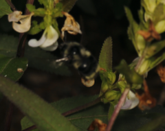 Bombus vancouverensis