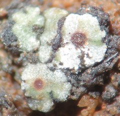 Acarospora nicolai