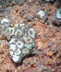 Acarospora nicolai