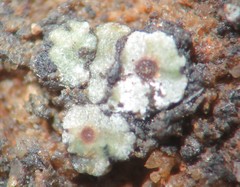 Acarospora nicolai