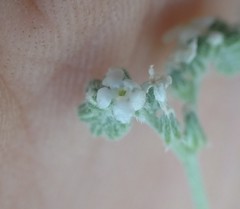 Cryptantha flaccida