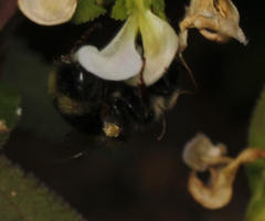 Bombus vancouverensis