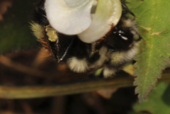Bombus vancouverensis