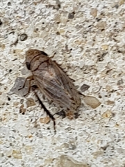 Anoscopus